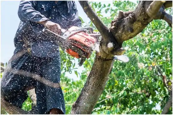 tree services Castle Rock